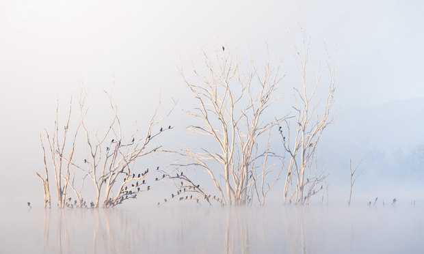 Multiple birds in dead trees on the lake