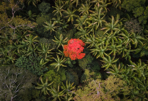 Flame tree taking from the drone