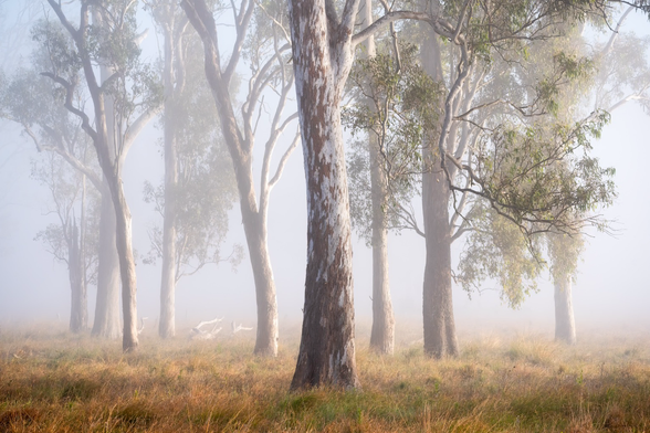 A groupe of eucalyptus in the fog 