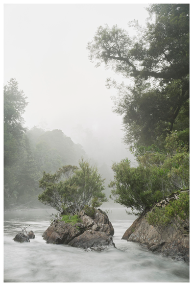 Rocky vegetated island protrude the tumbling waters of a wild, mist filled Tarkine river during an overcast dawn. The river is currently bounded by logging coupes and a mine site