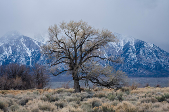 Lone Pine California, tree against the eastern sierras