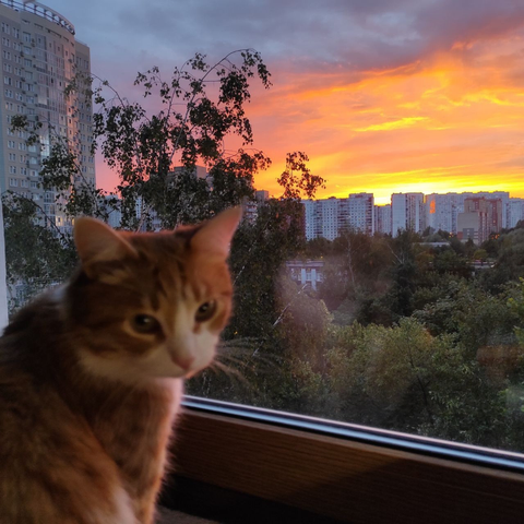 A fluffy cat sits on a windowsill, looking towards the camera. In the background, there’s a stunning sunset with vibrant orange and pink hues. Tall buildings and silhouettes of trees are visible against the colorful sky.