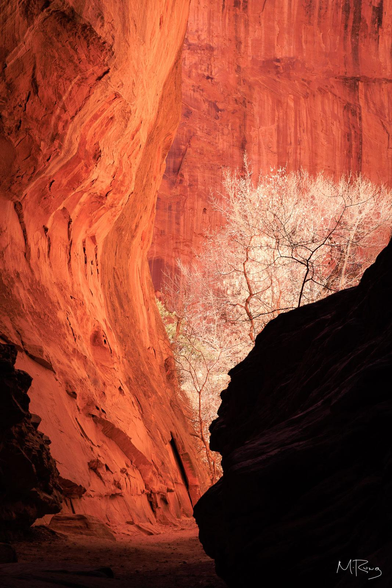 Transcendent Glow: A photo of bare cottonwood trees glowing white against a rich orange backdrop of a canyon wall in southern Utah.