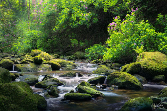 Killarney Wanderings: The Torc River cascading over moss-covered boulders amidst lush green trees and blooming rhododendron in Killarney National Park, Ireland.