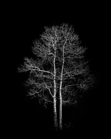 Two bare winter trees in Yosemite showcased in Black and White