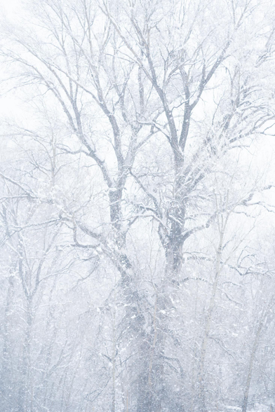 Winter cottonwood trees in a snowstorm
