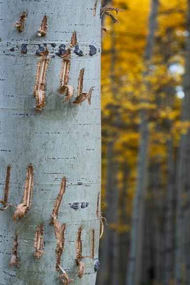 An aspen tree in autumn in Colorado with fresh bear claw marks running up the tree's bark.