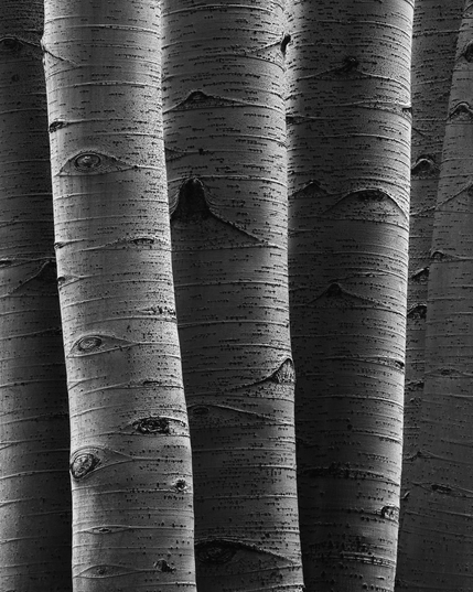 A stand of aspen trees in evening light rendered in black and white.