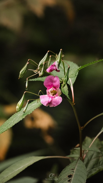 A photo of a pink flower with dark green leaves and a shadowy background