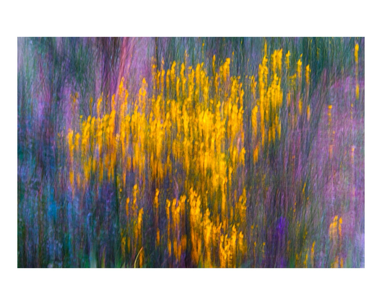 Wildflowers in spring using intentional camera movement