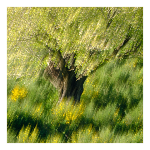 Cherry tree using IcM technique in spring light