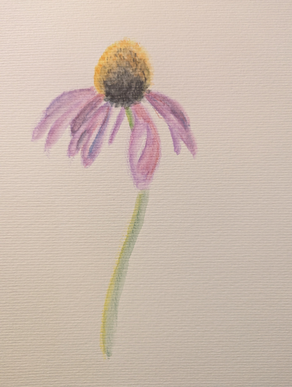 A very beginner painting of a coneflower blossom done in watercolour pencil