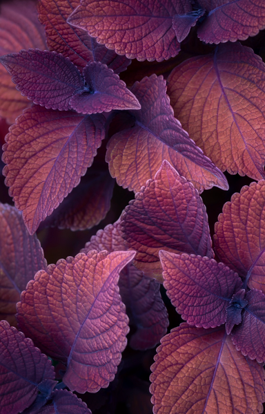 Close up of red leaves