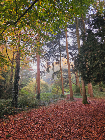 Autumn vibes, the picture was taken in a Park. The ground is covered in autumn coloured leaves. The whole park is filled with a hazy sky, light is trying to fight it's way through. Trees are partially green and their leaves are starting to turn yellow.