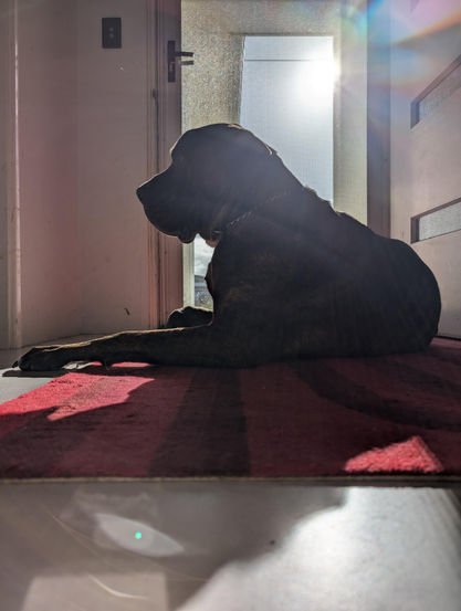 A silhouette of a great dane mix in front of a door with bright summer sun shining through 