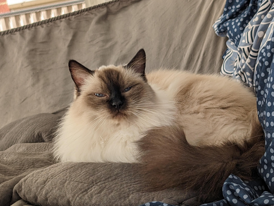 A ragdoll cat sitting on a couch.