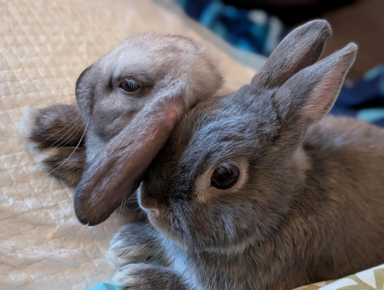 Two rabbits sitting side by side. One is a mini flop, the other a Netherland dwarf rabbit