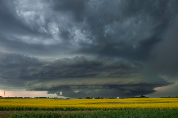 Photo of a storm cell moving towards the photographer over a canola field.