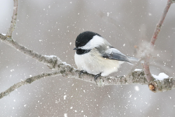 Photo of a black-capped chickadee sitting on a branch; snow is gently falling all around