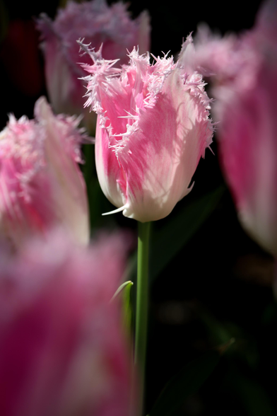 Photo of pink tulips with a fringed edge. Focus is on one tulip in the middle, with foreground and background tulips blurred using a shallow depth of field.