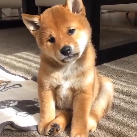 Shiba chiot au regard et à l'expression faciale tristes.