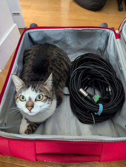 Une valise ouverte contenant un chat et des câbles XLR