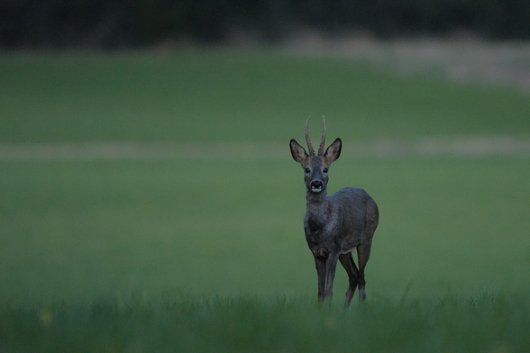 Photo d’un brocard dans une prairie à la tombée du jour me regardant droit dans les yeux avec curiosité.