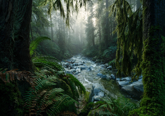 A photo of a foggy rainforest canyon, framed by lush ferns and moss.