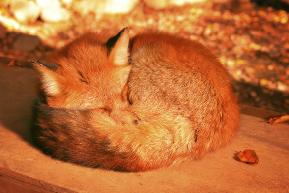 Picture of a Fox