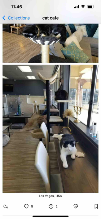 iphone screenshot of a pixelfed cat cafe collection 