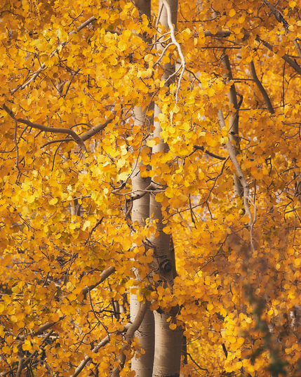 A cluster of aspen trees with slender trunks is adorned with vibrant golden-yellow leaves, signaling the peak of autumn. The dense foliage creates a rich tapestry of color, with sunlight filtering through the leaves, highlighting their vivid hues. The scene exudes a warm, seasonal atmosphere.