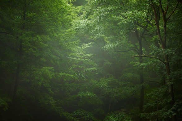 A lush, dense forest scene with vibrant green foliage. Sunlight filters through the canopy, creating a soft, ethereal glow and highlighting the layers of leaves. The atmosphere is misty, adding a sense of depth and tranquility to the scene. Tall trees with slender trunks are interspersed throughout the verdant landscape.