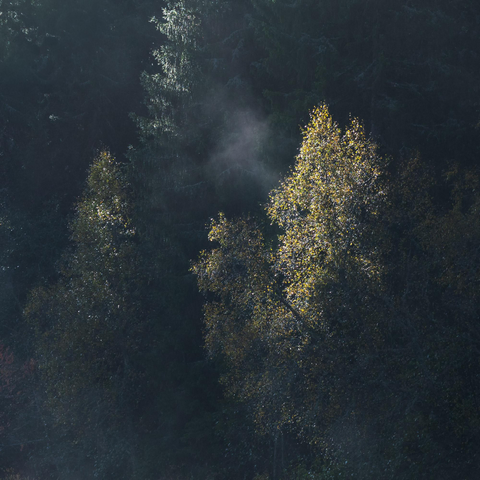 A dark forest scene, with sunlit misty trees.