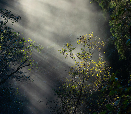 A light autumn scene with misty sunrays hitting a lone tree.