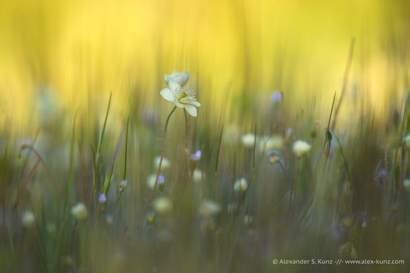 A close-up photo of small, cream-white wildfliowers. The low camera angle (frog perspective) puts the viewer on eye-level with the flower. Much of the detail in the photo is rendered soft, with limited depth of field; only the flower and a few other stems of grass are rendered sharp. The flower is in the shade, behind it is a bright warm section of warm, sunlit yellow green, entirely out of focus.