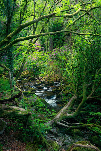 A small stream running through green woodland near Torc Waterfall in Killarney National Park in Ireland.