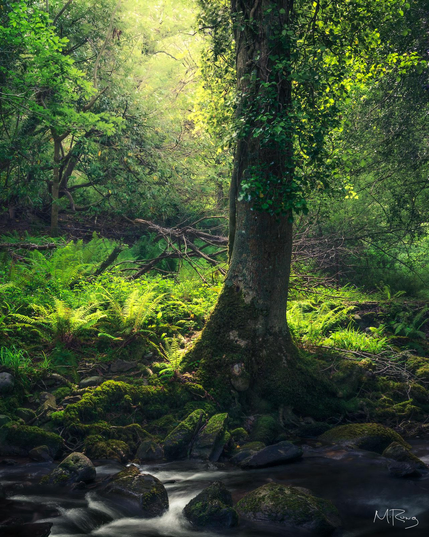 A lone tree perched along the bank of the Owengarriff River in Killarney National Park in Ireland, with morning sunlight backlighting the leaves.