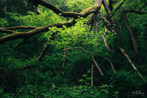 A giant, broken tree with moss-covered limbs stands over a young sapling in Knocksink Wood near Dublin, Ireland