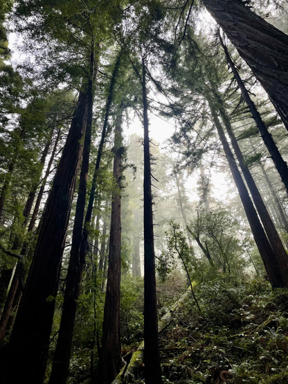 The trees at Muir Woods in San Francisco, CA.