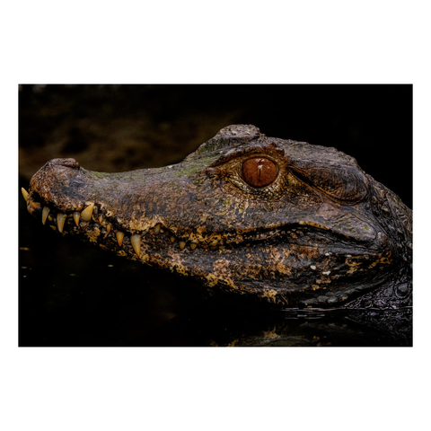 Portrait d'un Caïman nain de Cuvier