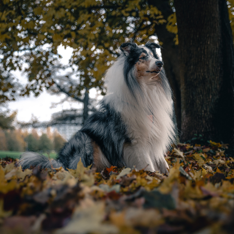 Pitkäkarvainen Collie koira Nelson istumassa syksyn lehdissä