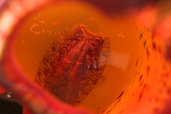 View of an insect dissolving in a carnivorous pitcher plant, which inspired an AI tarpit called Nepenthes. 

Credit: Jerry Redfern / Contributor | LightRocket
