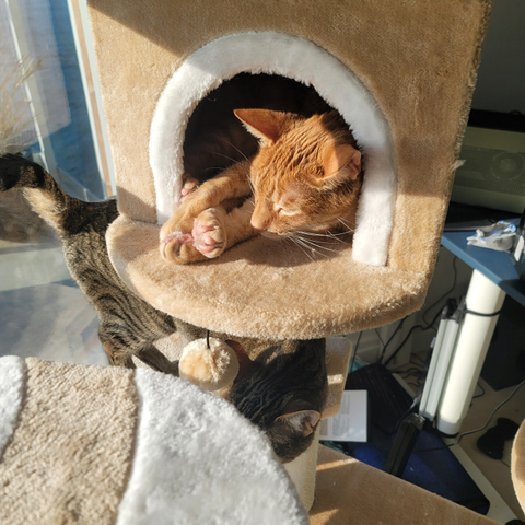 Two tabby cats on a cat tree in sunlight.

The orange tabby, named Zoan, is sleeping inside of a little cubby.
His littermate grey tabby brother, Issun, is exploring the tree under the cubby.