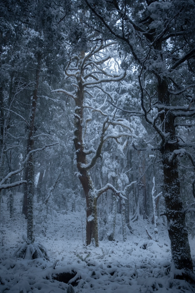 Winter, dark, moody, cold, old growth, snow, twisted, blue