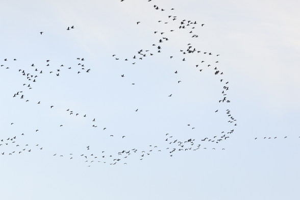 大量のカワウの群れ