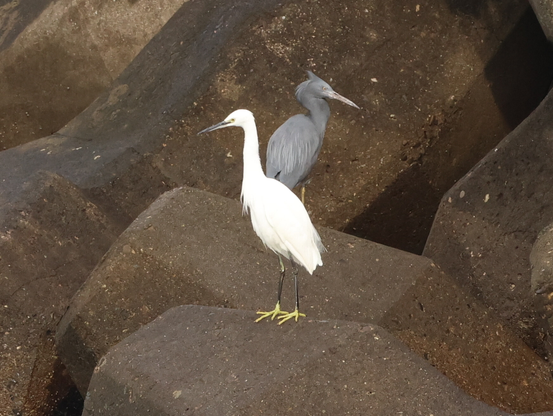 クロサギとコサギ