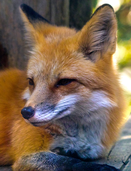 Close up photo of a red fox resting on a wooden platform. It has very smooth and well groomed orange fur.