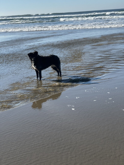 A black dog with a white spot on her chest stands in the tide at the Oregon coast. It is a sunny day.