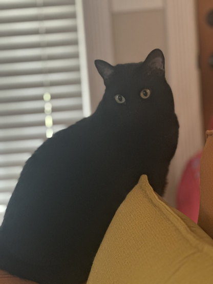 A black cat sits on the edge of a couch looking disinterested with a yellow pillow in the foreground.