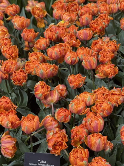 A picture filled with orange feathery tulips from the Keukenhoff gardens in the Netherlands